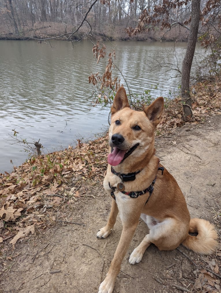 Apollo, a Jindo tested with EmbarkVet.com