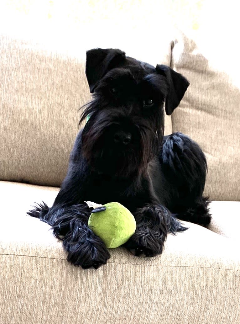 Cricket, a Standard Schnauzer tested with EmbarkVet.com