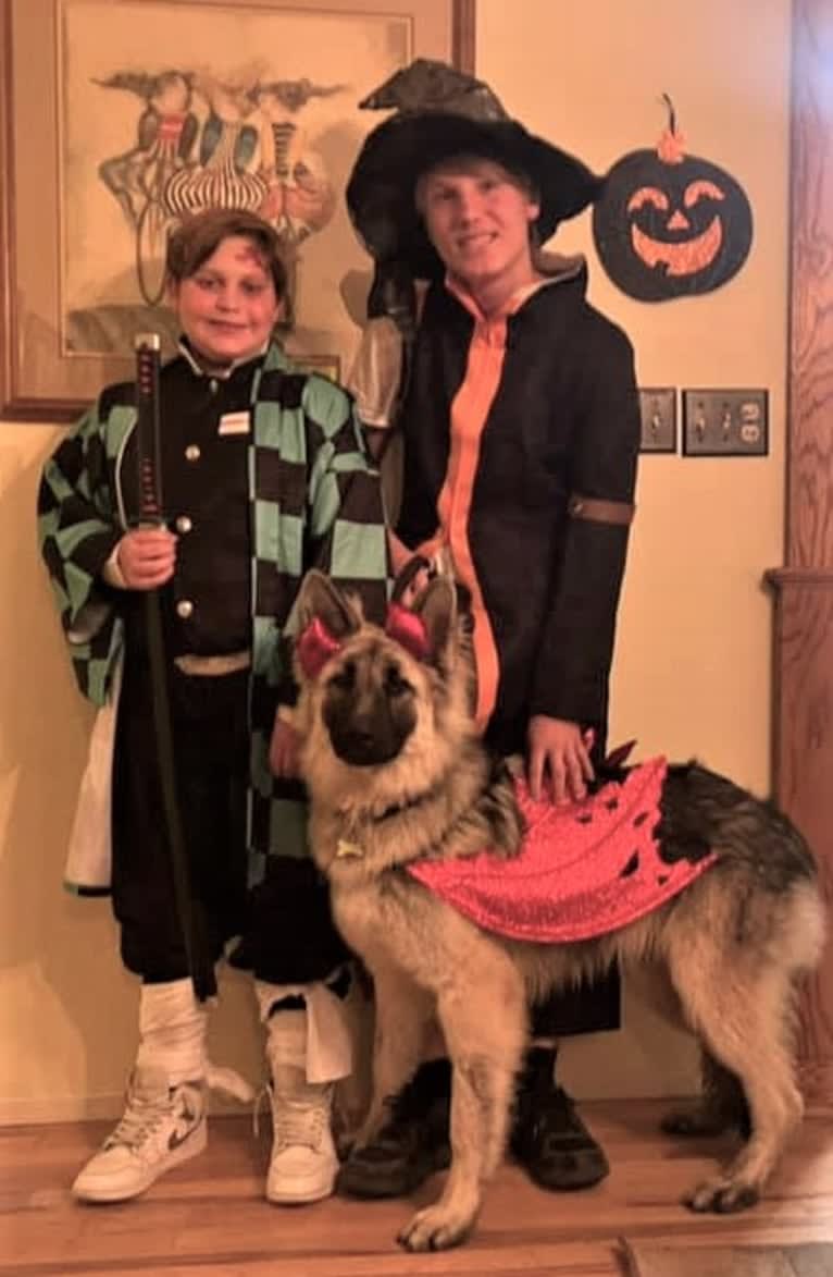 Yuno, a German Shepherd Dog tested with EmbarkVet.com