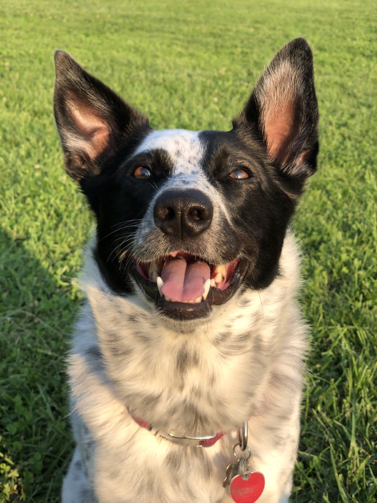 Stella, an Australian Cattle Dog and American Eskimo Dog mix tested with EmbarkVet.com