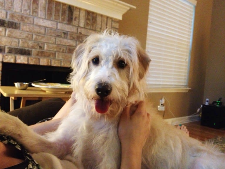 Cam, a Miniature Schnauzer and Cocker Spaniel mix tested with EmbarkVet.com