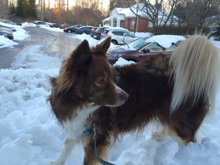 Leo, a Miniature/MAS-type Australian Shepherd and Alaskan Malamute mix tested with EmbarkVet.com