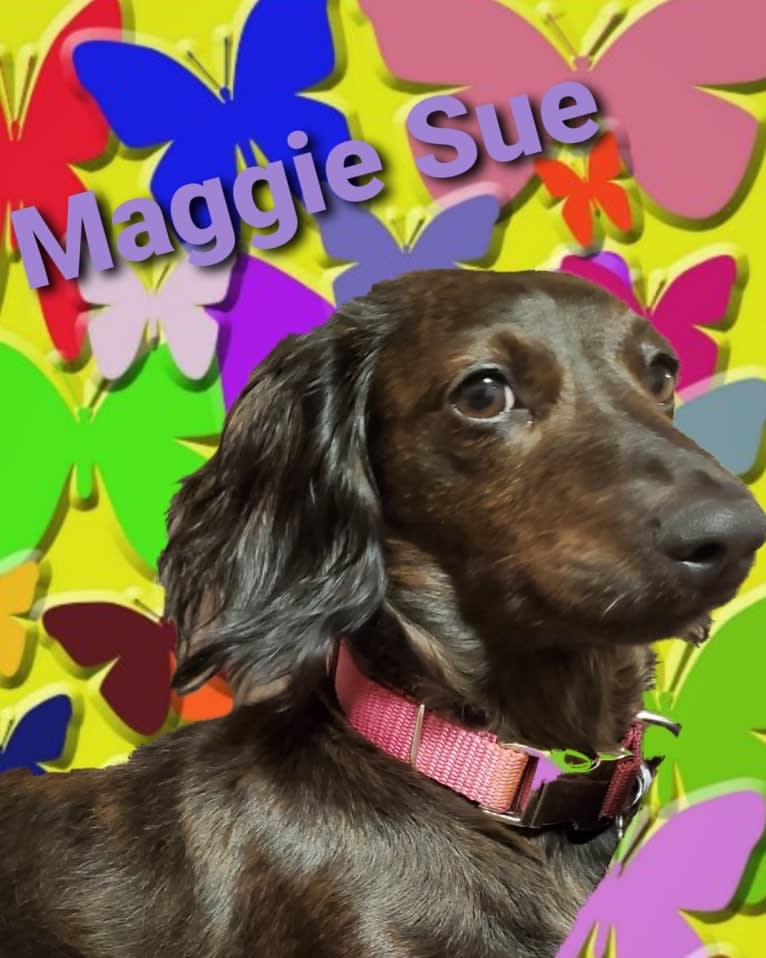 Maggie, a Dachshund tested with EmbarkVet.com