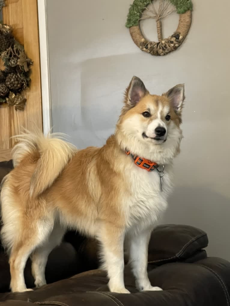 George, an Icelandic Sheepdog tested with EmbarkVet.com