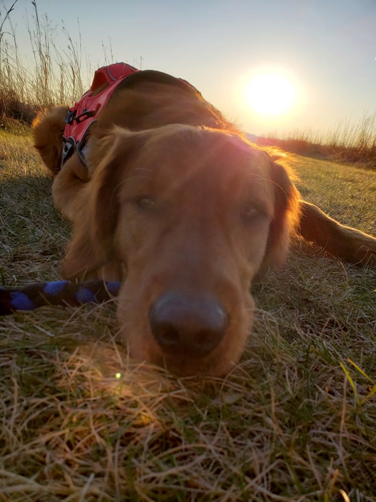 Eclipse, a Golden Retriever tested with EmbarkVet.com