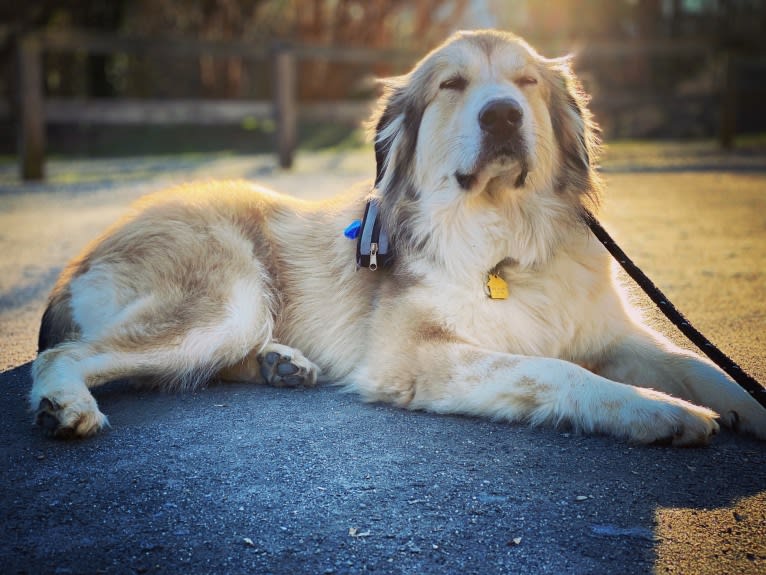 Doug, a Great Pyrenees and Labrador Retriever mix tested with EmbarkVet.com