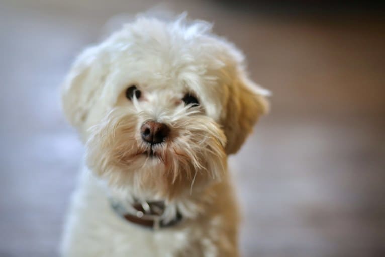 Gilly, a Havanese tested with EmbarkVet.com