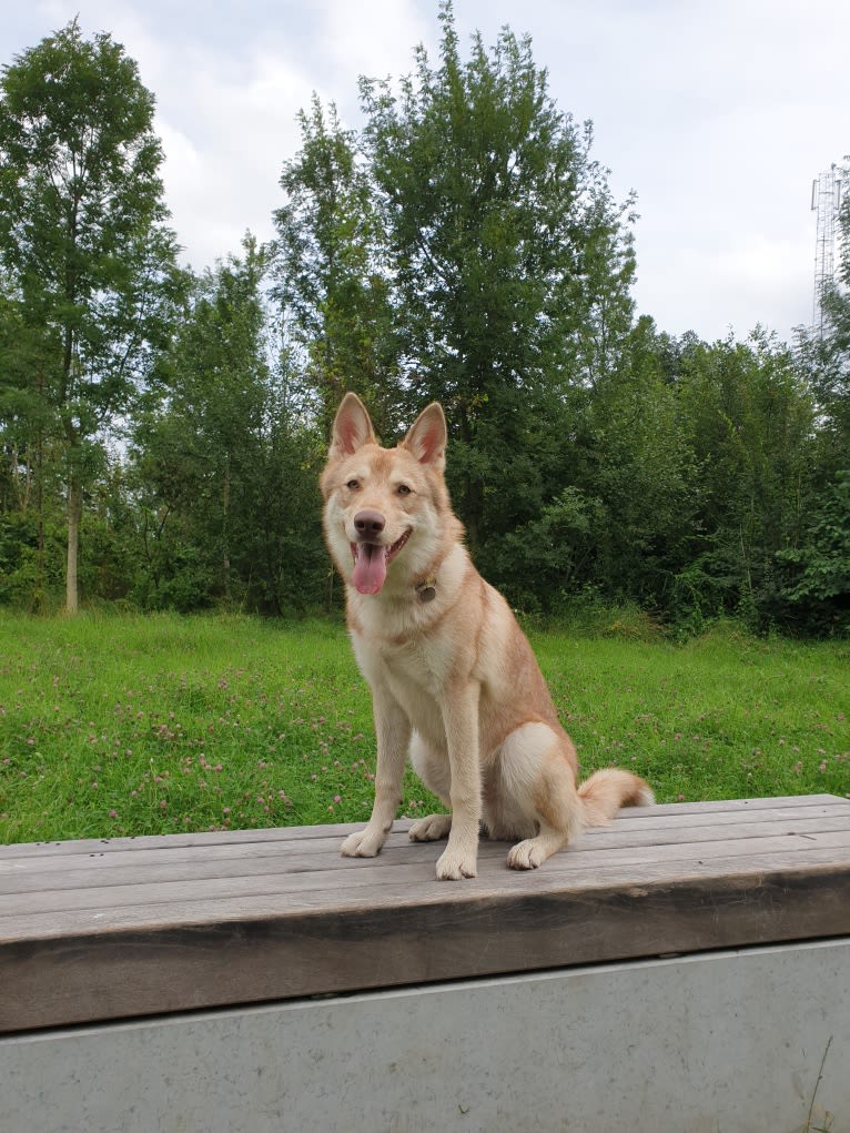 Indy (Roku), a Saarloos Wolfdog and Norwegian Elkhound mix tested with EmbarkVet.com