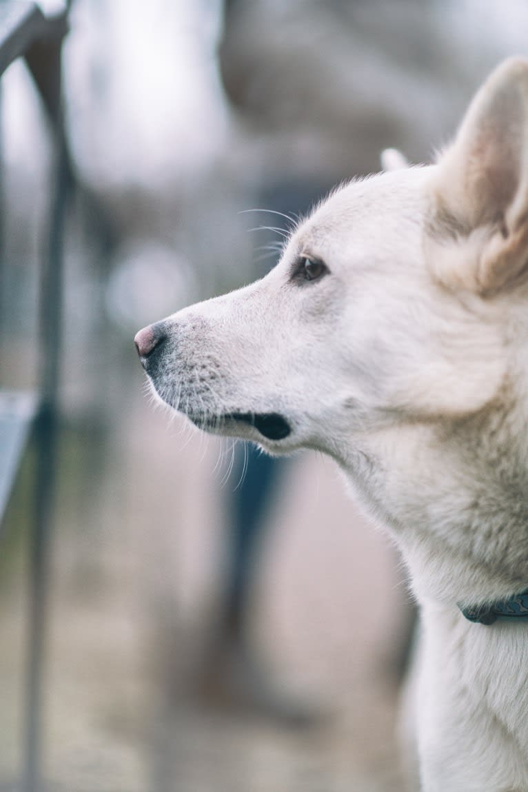 Calaf Storytelling, a Canaan Dog tested with EmbarkVet.com