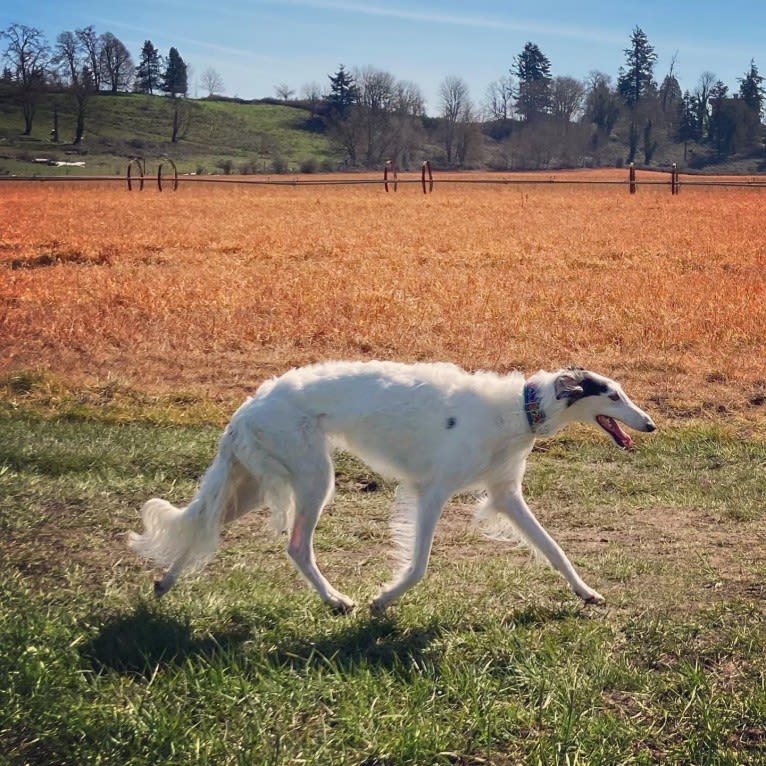 Fennel, a Borzoi tested with EmbarkVet.com