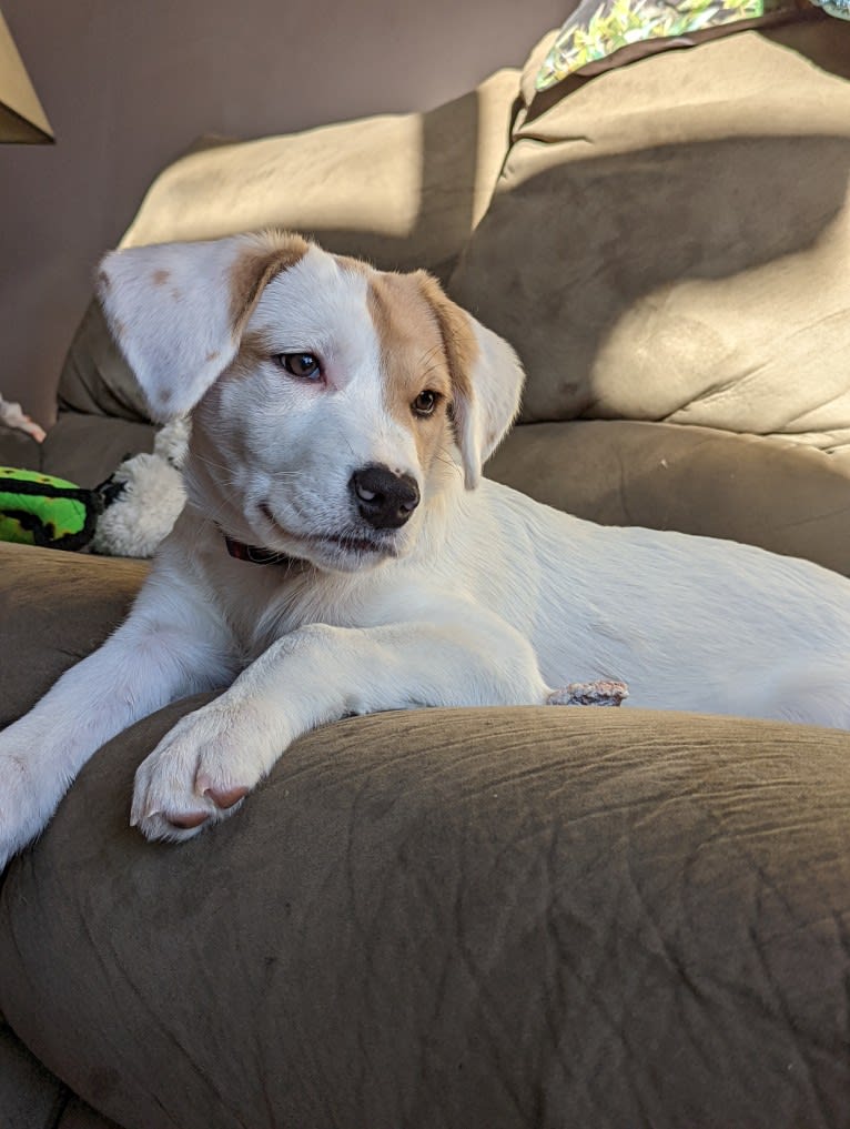 Hudson, an American Pit Bull Terrier and Great Pyrenees mix tested with EmbarkVet.com