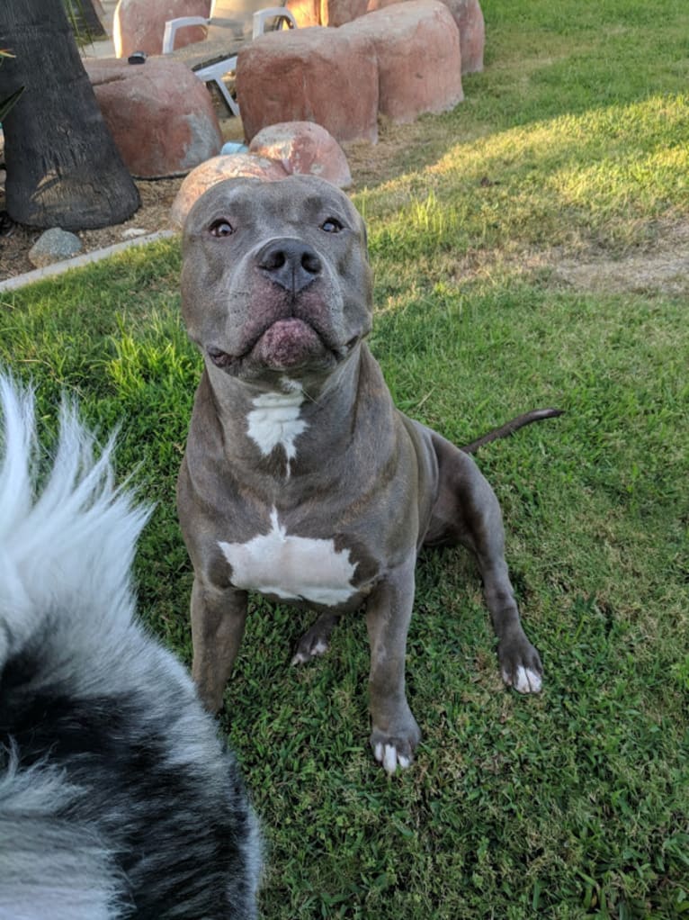 Left Brain, an American Bully and American Bulldog mix tested with EmbarkVet.com