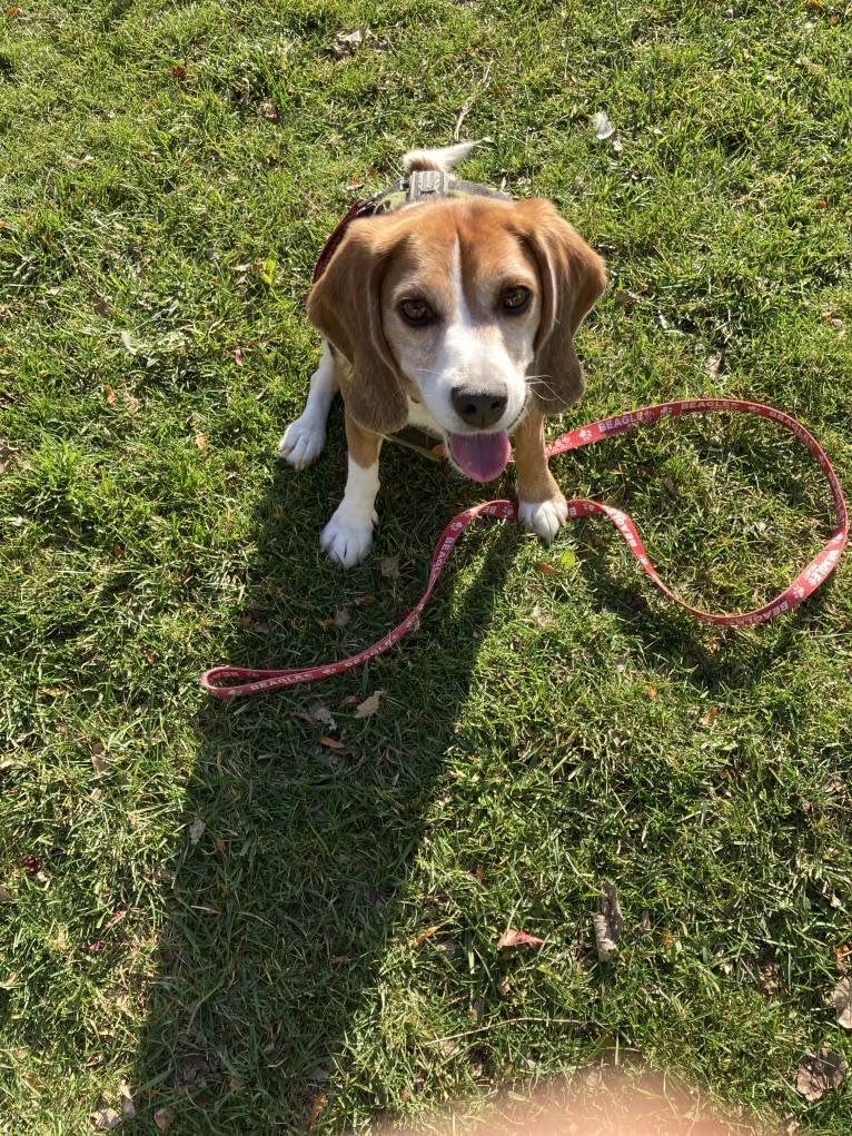 Archie, a Beagle tested with EmbarkVet.com