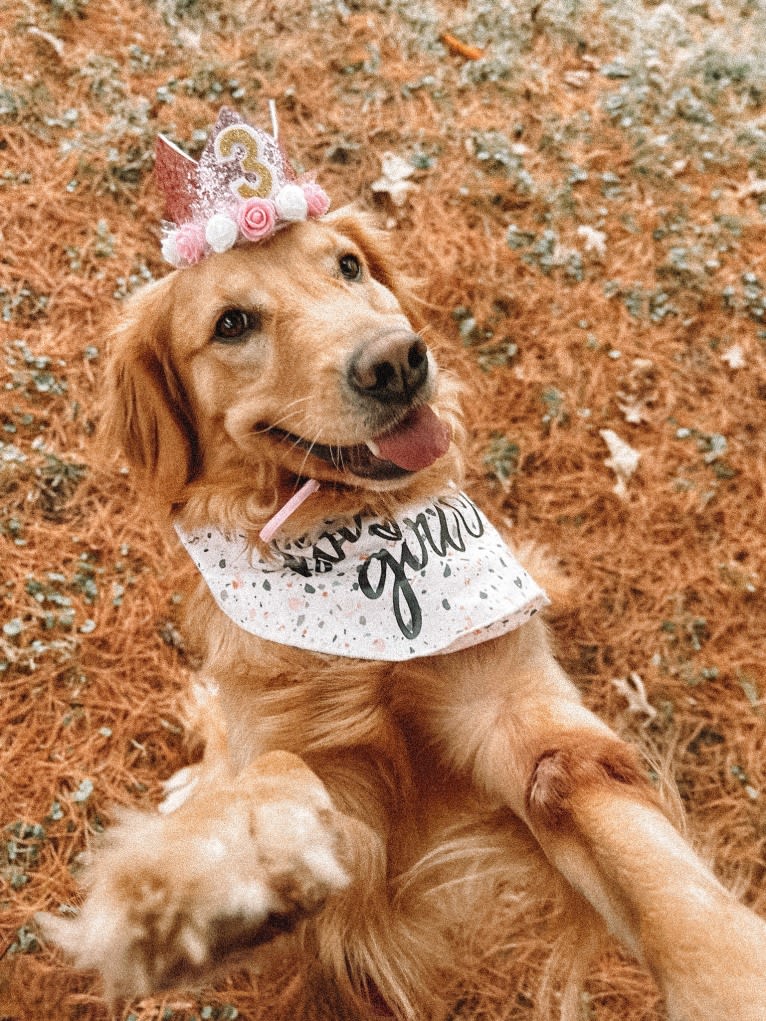 Marley, a Golden Retriever tested with EmbarkVet.com