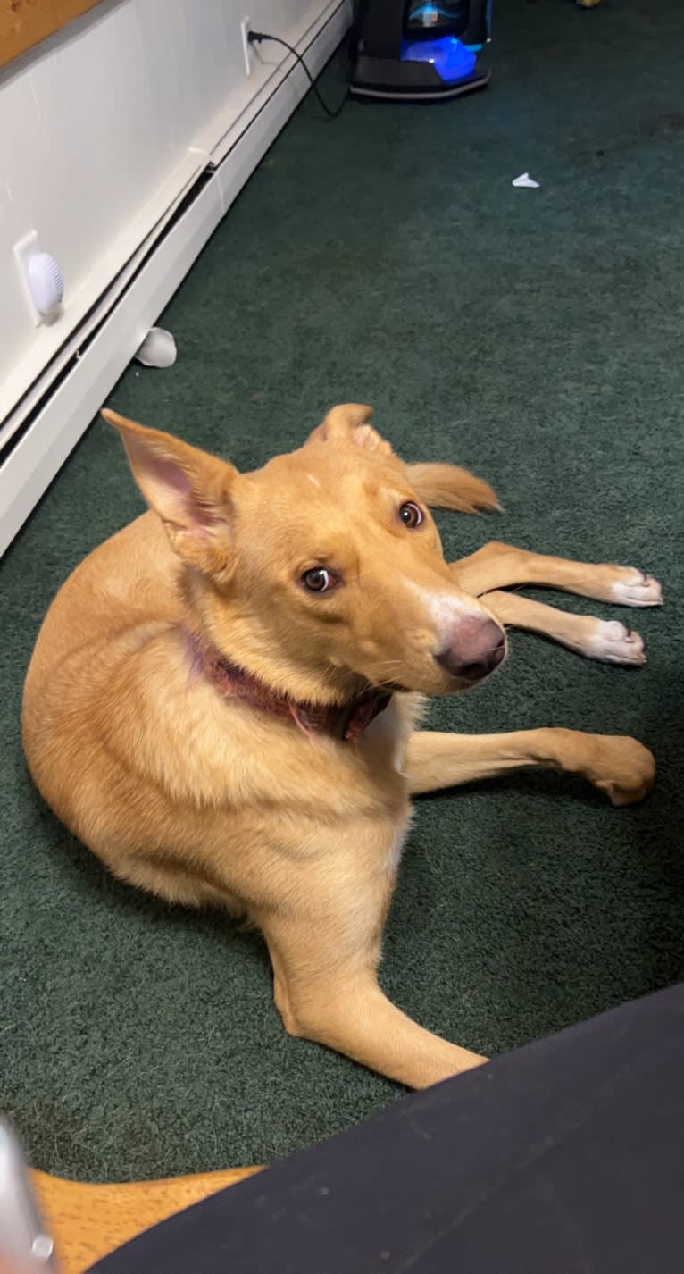 Hazel, a German Shepherd Dog and American Pit Bull Terrier mix tested with EmbarkVet.com