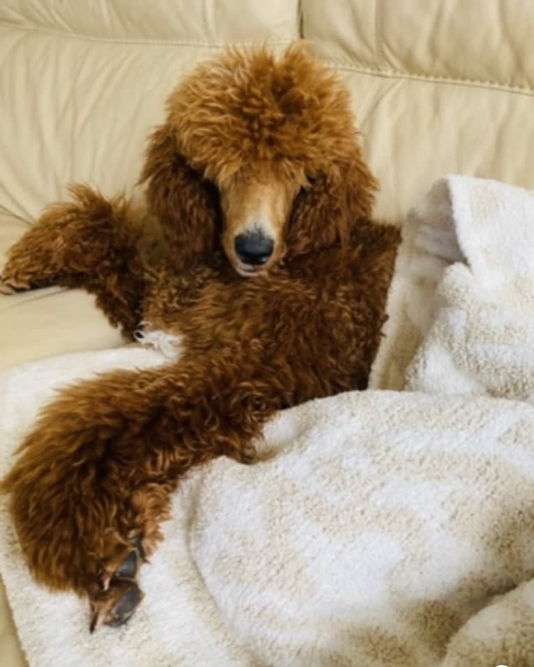 Captain Scooby Doo, a Poodle (Standard) tested with EmbarkVet.com