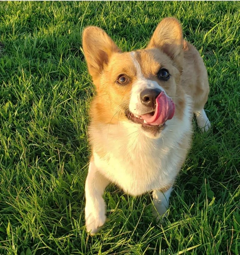Ginger, a Pembroke Welsh Corgi tested with EmbarkVet.com