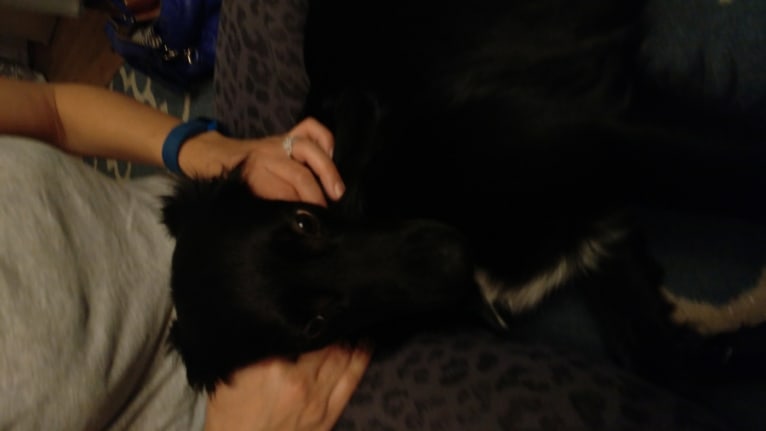 Stella, a Labrador Retriever and German Shepherd Dog mix tested with EmbarkVet.com