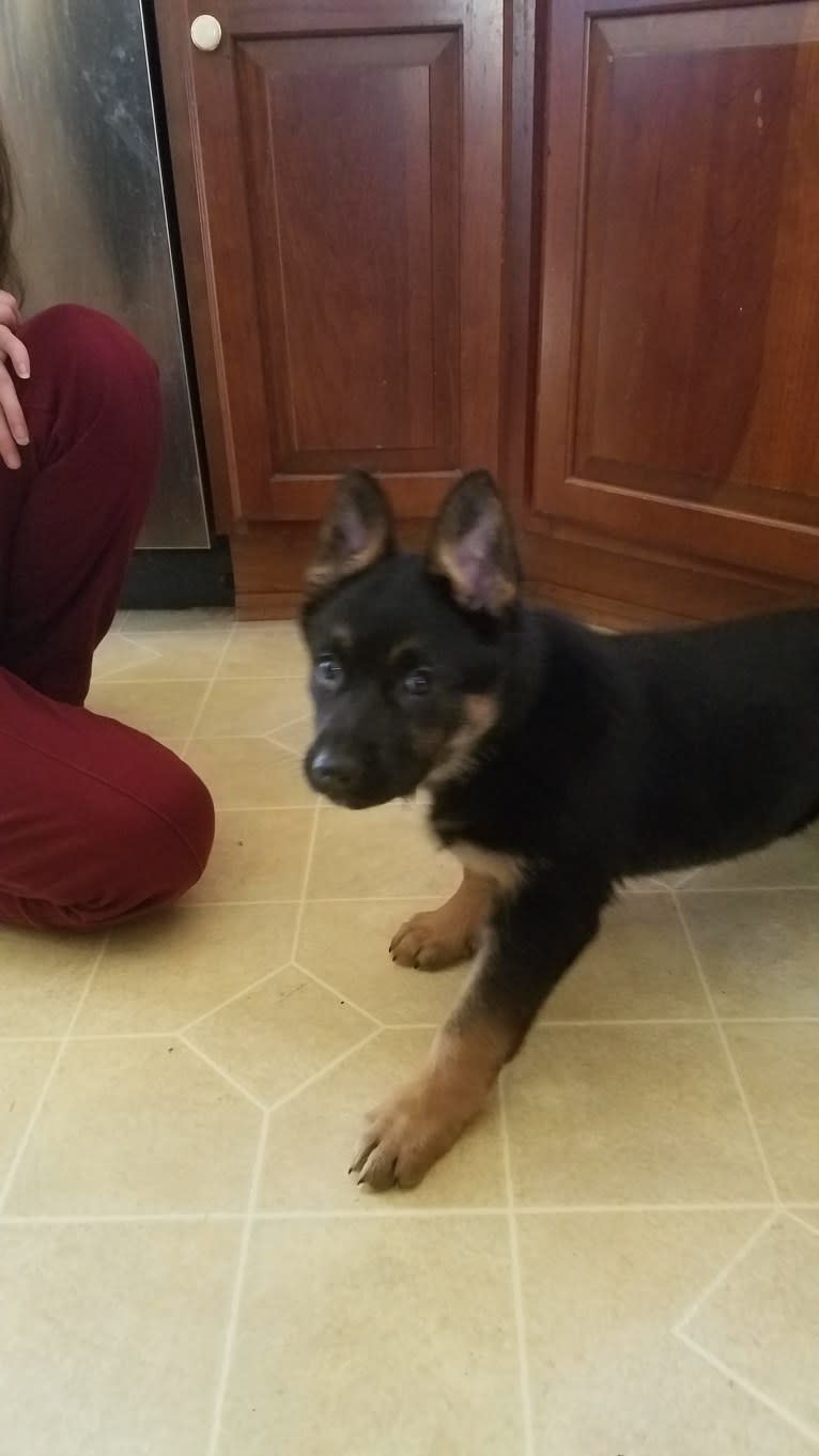 Petra, a German Shepherd Dog and Australian Cattle Dog mix tested with EmbarkVet.com