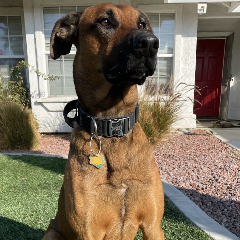 Rocket, a Doberman Pinscher and Belgian Malinois mix tested with EmbarkVet.com