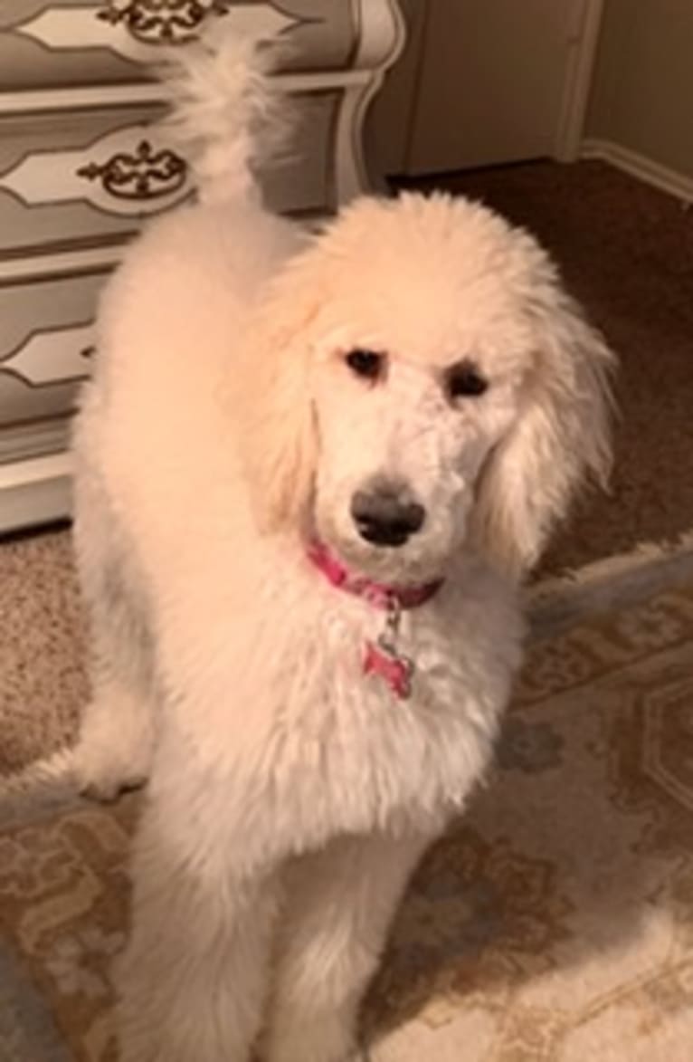 Bella, a Poodle (Standard) tested with EmbarkVet.com