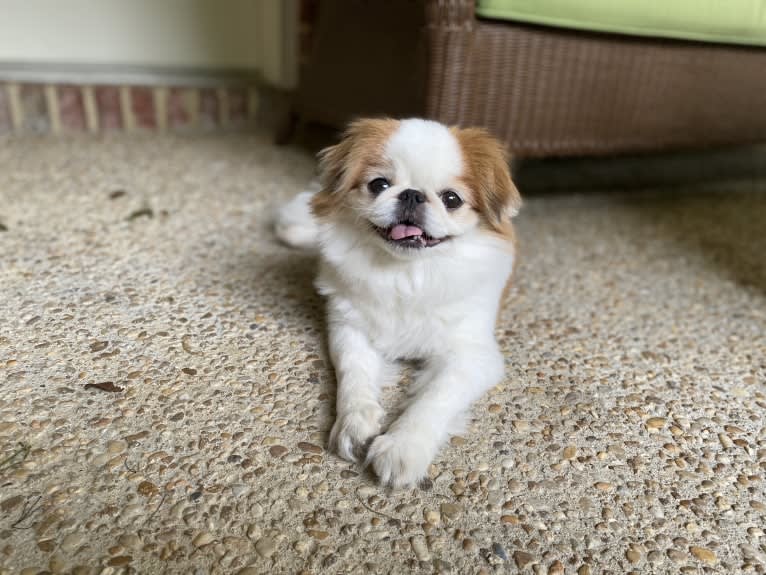 Dudley W, a Japanese Chin tested with EmbarkVet.com