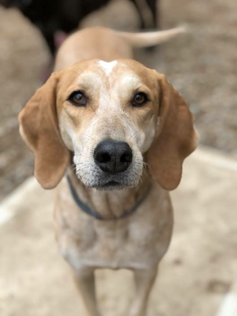Polly, an American English Coonhound tested with EmbarkVet.com