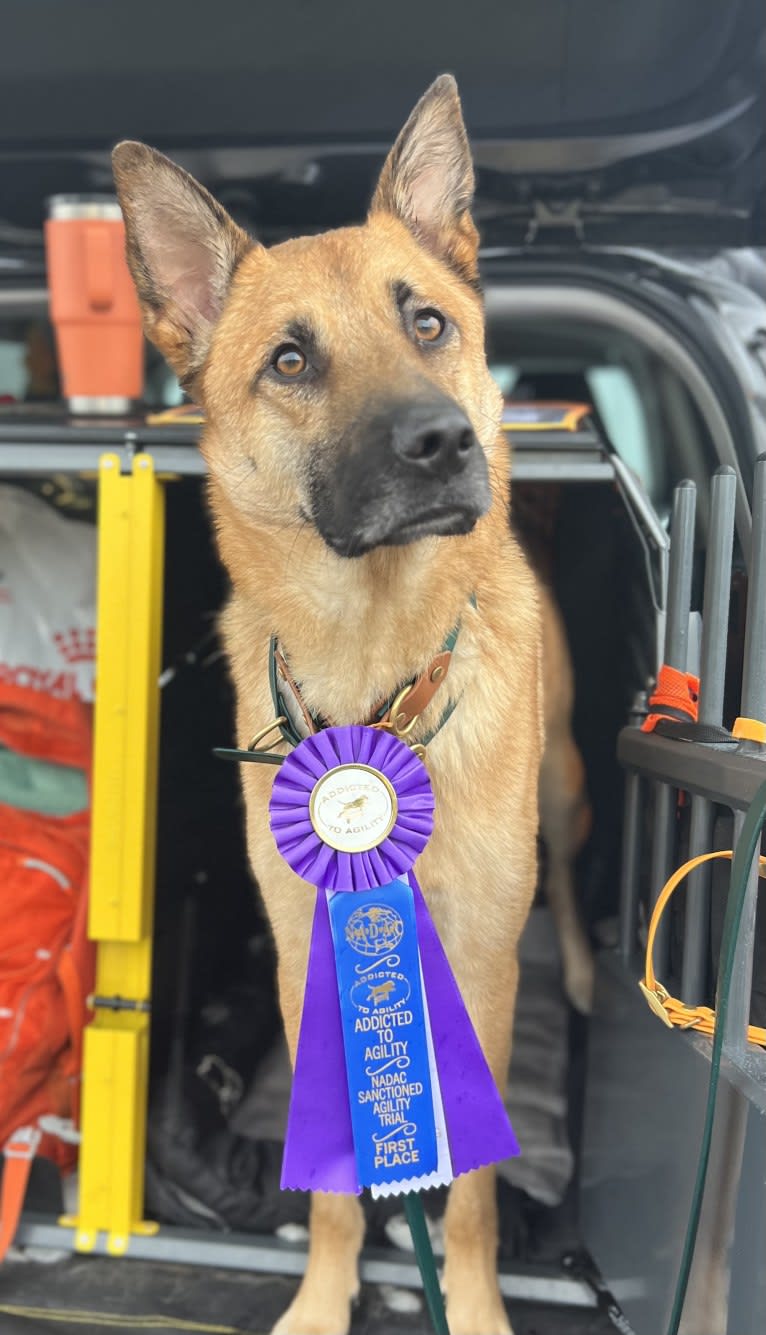 Everhett, a German Shepherd Dog and Australian Cattle Dog mix tested with EmbarkVet.com