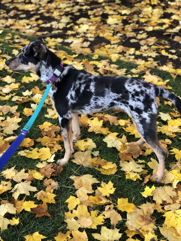 Zoey, a Labrador Retriever and German Shepherd Dog mix tested with EmbarkVet.com