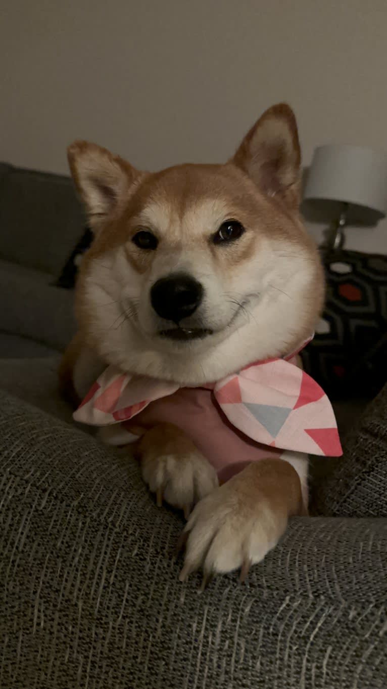 Oka, a Shiba Inu tested with EmbarkVet.com