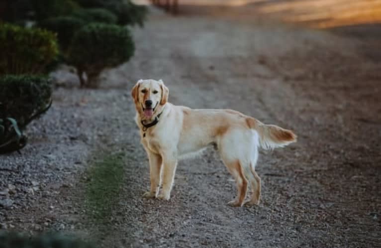 Duke, a Golden Retriever tested with EmbarkVet.com