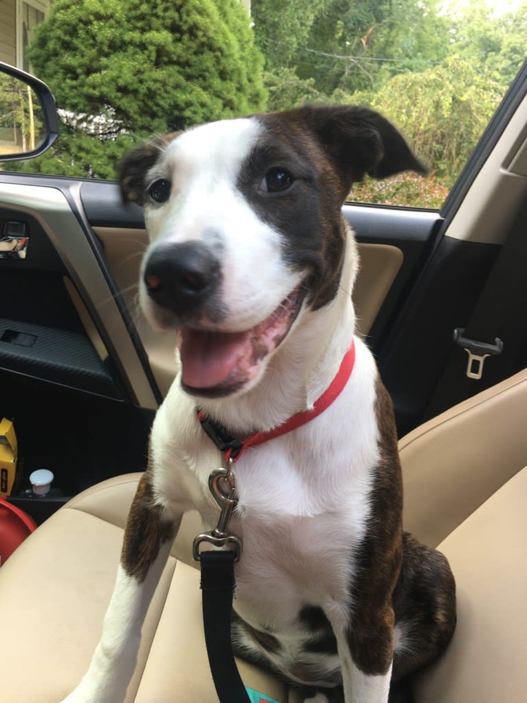 Maggie, an American Pit Bull Terrier and American Staffordshire Terrier mix tested with EmbarkVet.com