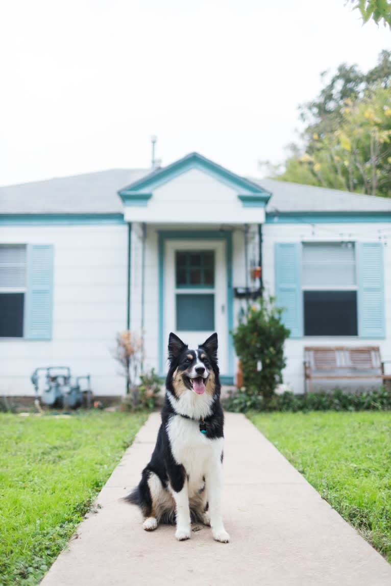 Tim, an Australian Shepherd tested with EmbarkVet.com