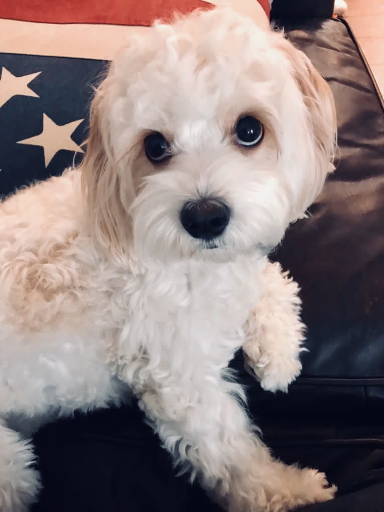 Poppy, a Cavalier King Charles Spaniel and Bichon Frise mix tested with EmbarkVet.com