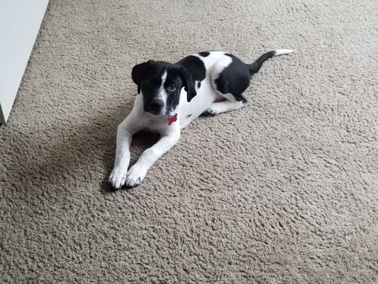 PATIENCE, a Labrador Retriever and American Pit Bull Terrier mix tested with EmbarkVet.com