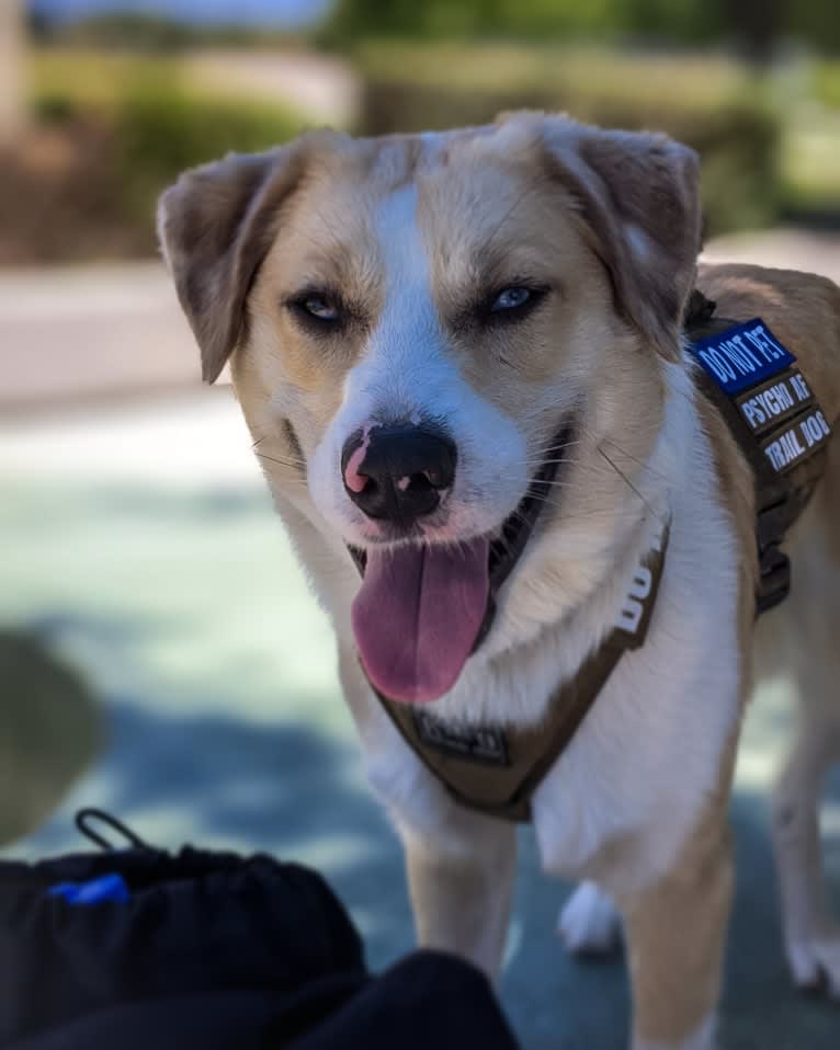 Archie, an Australian Shepherd and Jindo mix tested with EmbarkVet.com