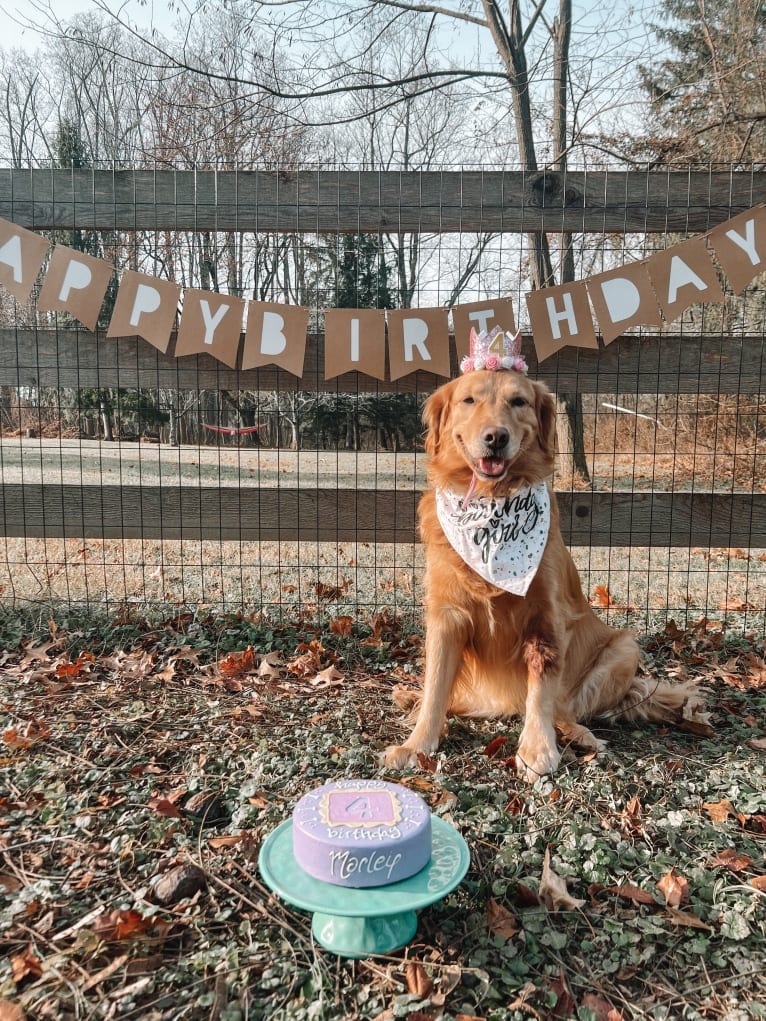 Marley, a Golden Retriever tested with EmbarkVet.com