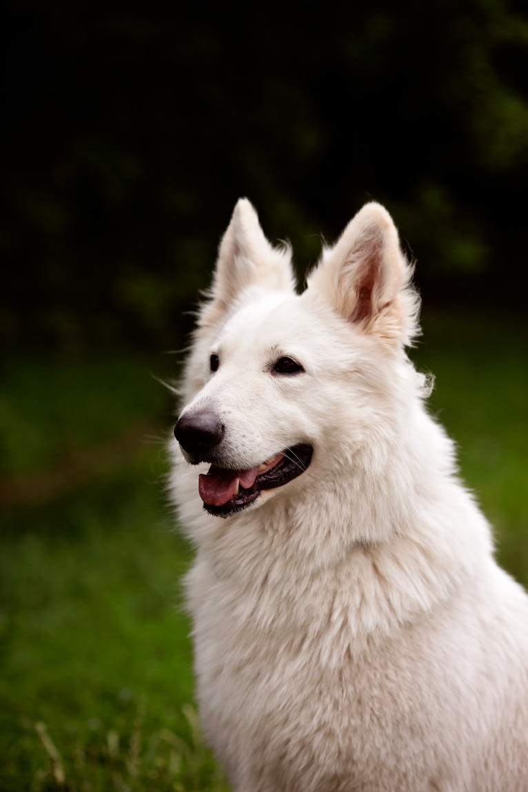 Thor, a White Shepherd tested with EmbarkVet.com