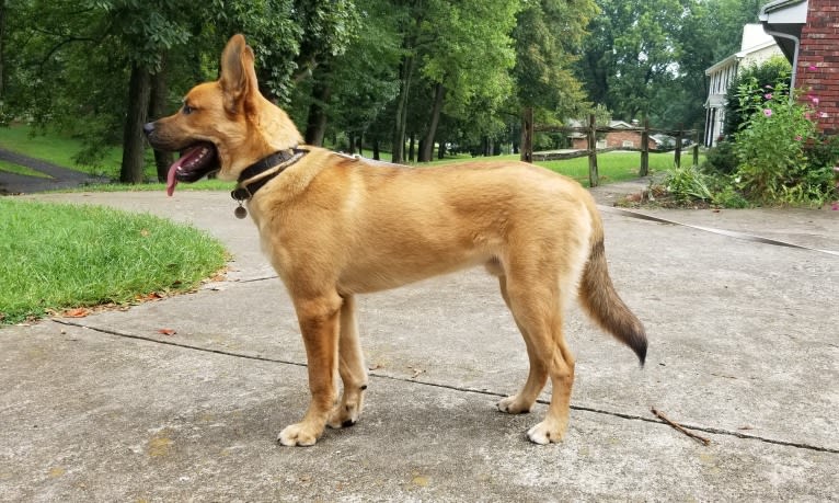 Canyon, a Siberian Husky and Saint Bernard mix tested with EmbarkVet.com