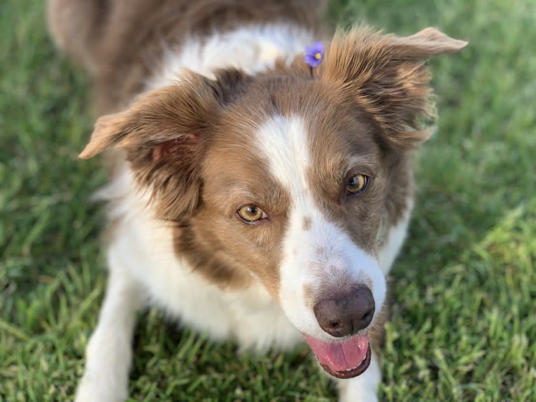 Ruby, a Border Collie tested with EmbarkVet.com