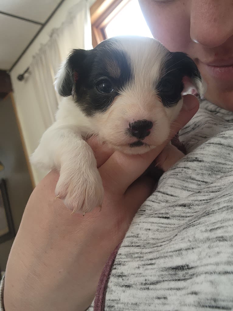 Shelby, a Papillon tested with EmbarkVet.com