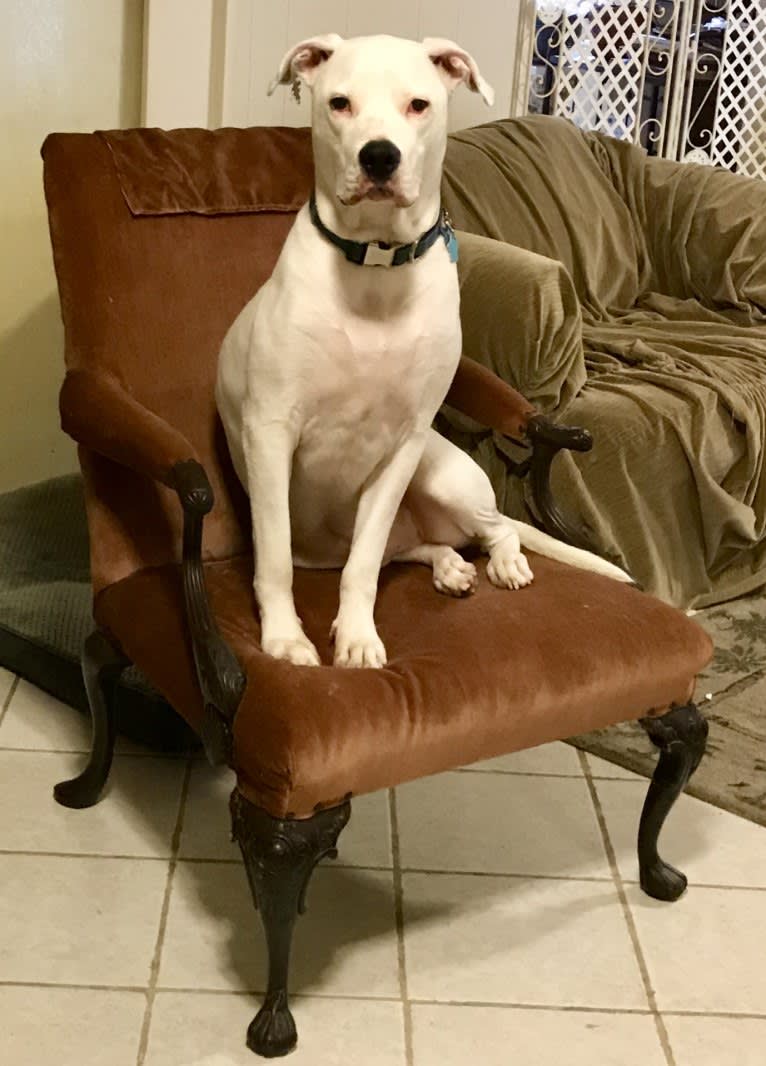 Peepers, an American Pit Bull Terrier and American Bulldog mix tested with EmbarkVet.com