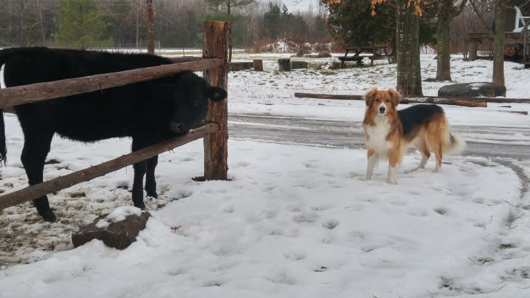 Buddy, a German Shepherd Dog and Collie mix tested with EmbarkVet.com