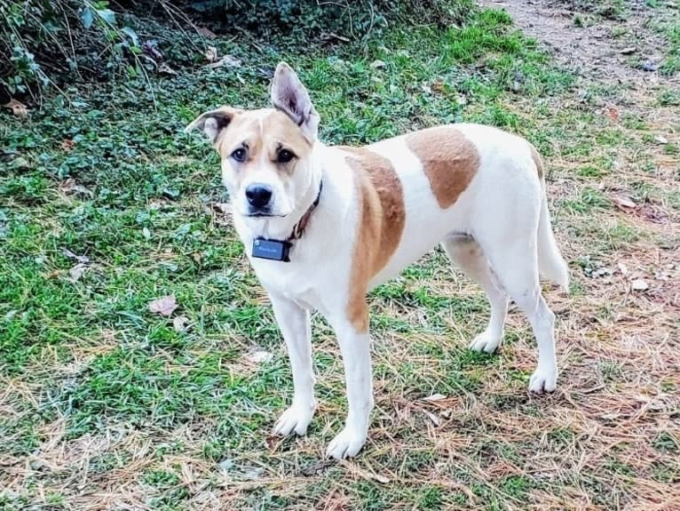 Akatsuki, an Alaskan Malamute and American Pit Bull Terrier mix tested with EmbarkVet.com