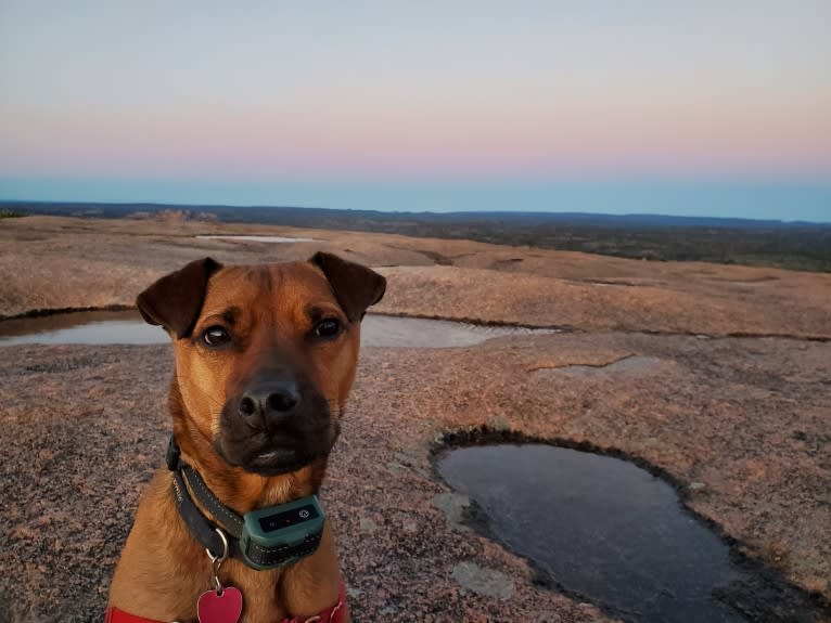 Walter, a Boxer and American Pit Bull Terrier mix tested with EmbarkVet.com