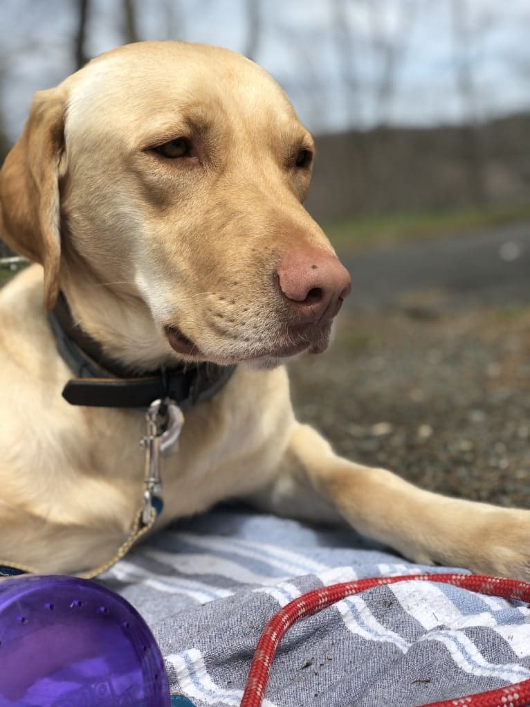 Gus, a Labrador Retriever tested with EmbarkVet.com