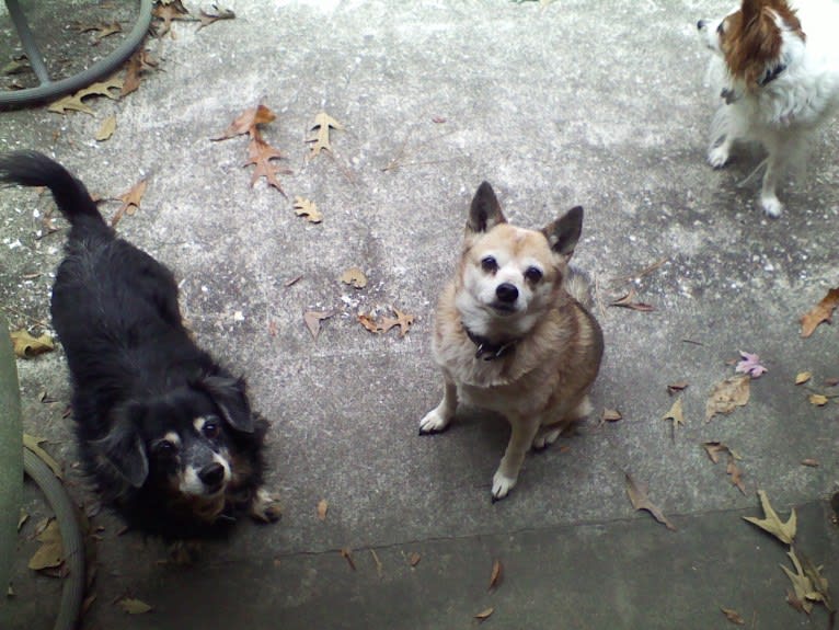 Lassie, a Pomeranian and Rat Terrier mix tested with EmbarkVet.com