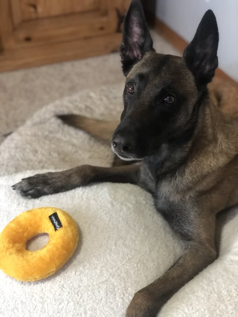 Rook, a Belgian Shepherd tested with EmbarkVet.com