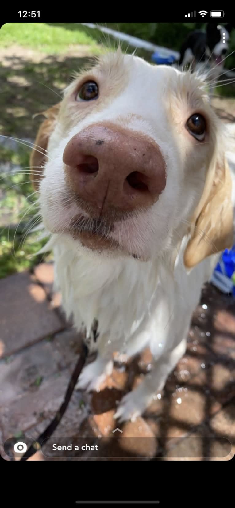 Luna, a Great Pyrenees and Great Dane mix tested with EmbarkVet.com