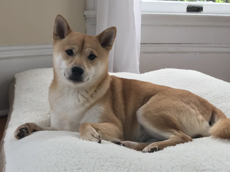 Cymba, a Shiba Inu tested with EmbarkVet.com